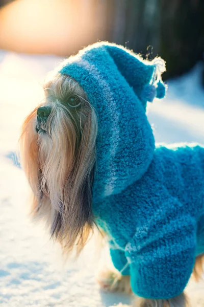 Shih Tzu cane — Foto Stock