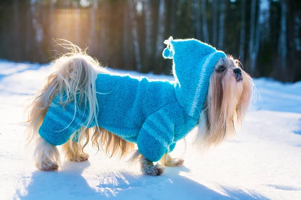 Shih Tzu cane — Foto Stock