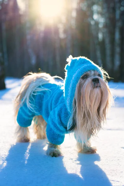 Shih Tzu cão — Fotografia de Stock