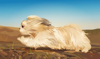 Shih tzu köpek