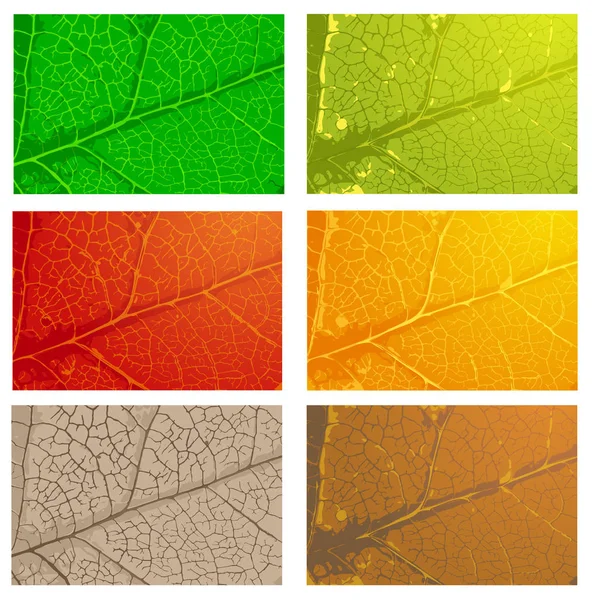 Serie di foglie — Vettoriale Stock