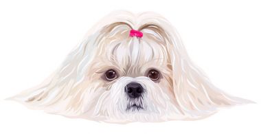 Shih tzu köpek portre 
