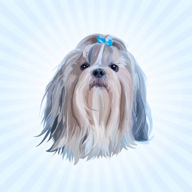 Shih tzu köpek portre