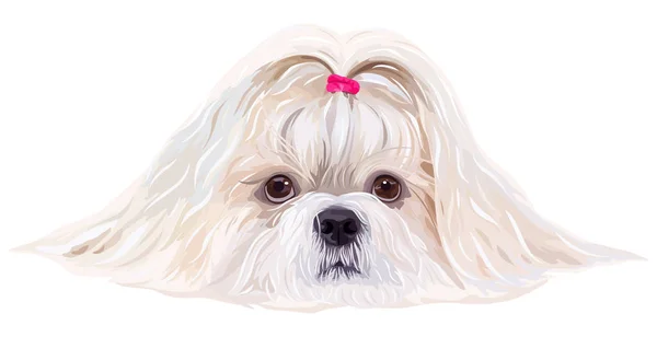 Shih tzu σκύλος πορτρέτο — Διανυσματικό Αρχείο