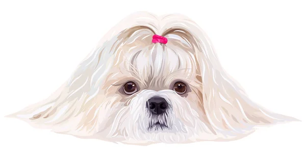 Shih Tzu kutya portré — Stock Vector