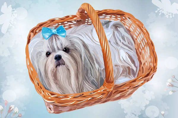 Bonito shih tzu cão — Vetor de Stock