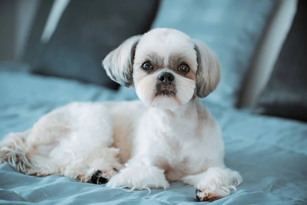 Shih tzu hund — Stockfoto