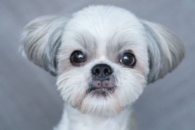 Şirin shih-tzu köpek