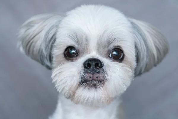 かわいいシーズー犬 — ストック写真