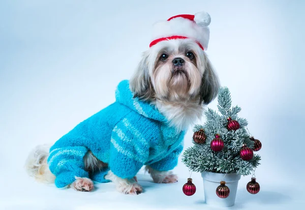 Shih Tzu cão — Fotografia de Stock