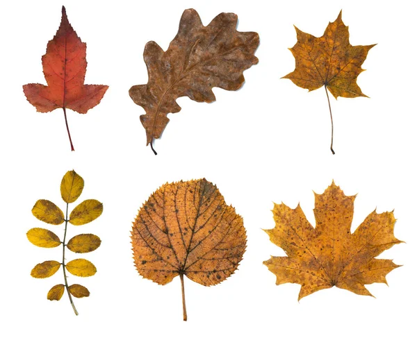 Set of autumn leaves — Stock Photo, Image