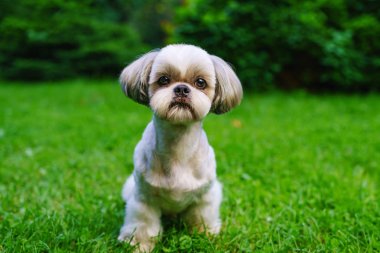 Shih tzu köpek