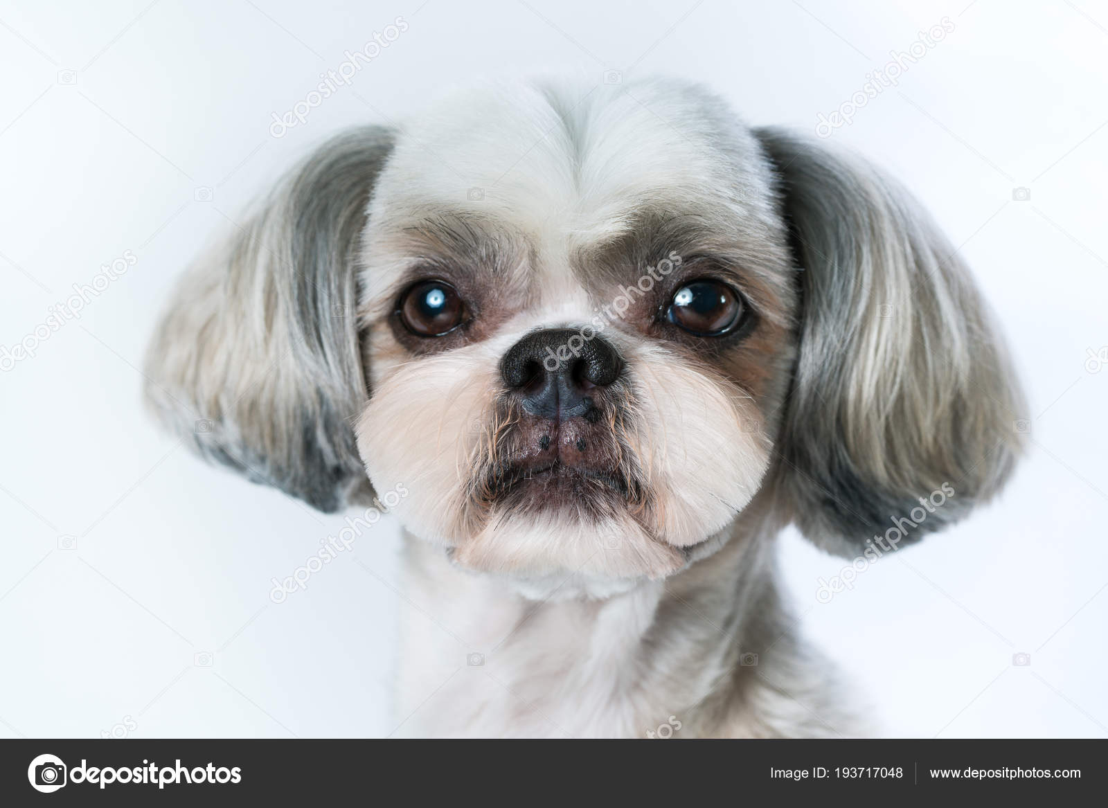 Fondo Blanco Perro Shih Tzu Pelo Corto Shih Tzu Perro — Foto De