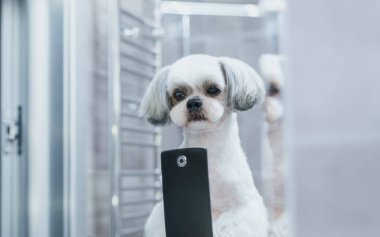 Shih tzu köpek