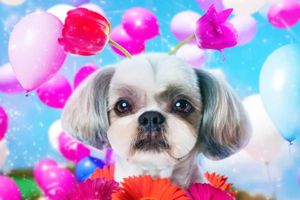 Shih tzu วันเกิดสุนัข — ภาพถ่ายสต็อก