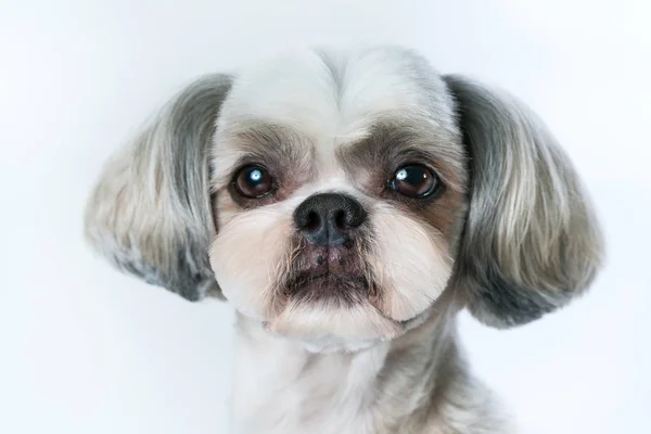 Shih tzu σκύλος — Φωτογραφία Αρχείου