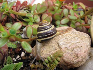 Tatlısu Bahçe salyangoz Slug yavaşça kaya üzerinde gezinen