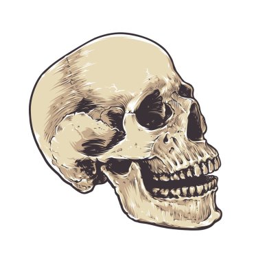 Anatomik Grunge kafatası