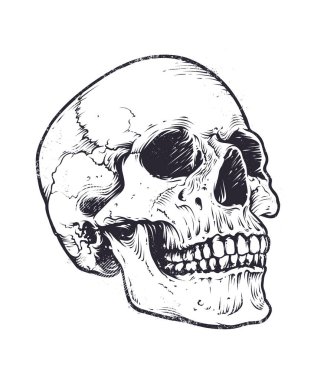 Anatomik kafatası vektör