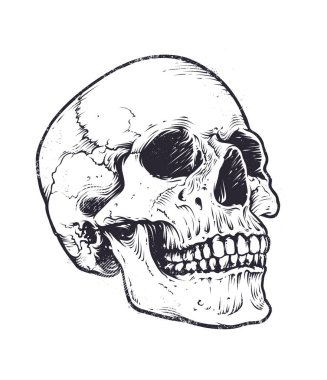 Anatomic Skull Vector clipart