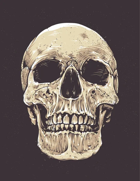 Cráneo de Grunge anatómico — Archivo Imágenes Vectoriales