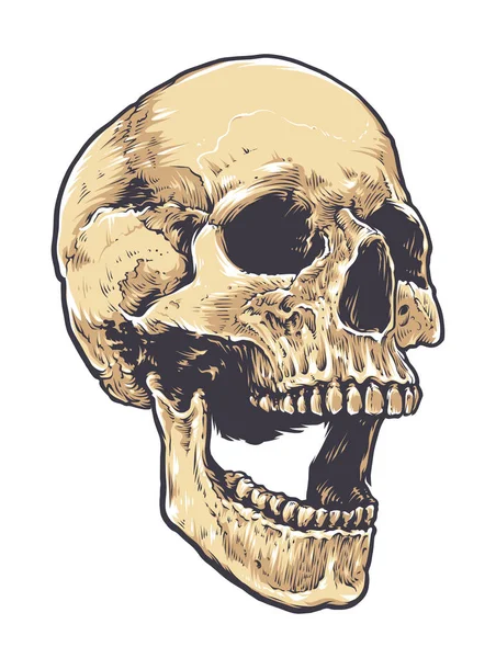 Анатомический гигантский череп — стоковый вектор