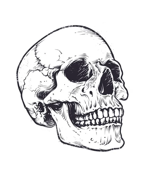 Anatomic Skull Vector — Stock Vector