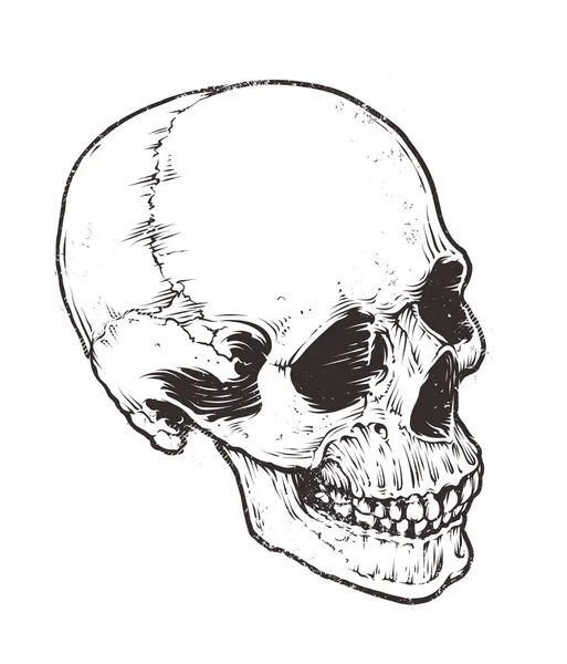Anatomic Skull Vector — Stock Vector