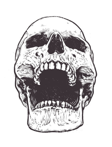 Anatomic Skull Vector — Stock Vector