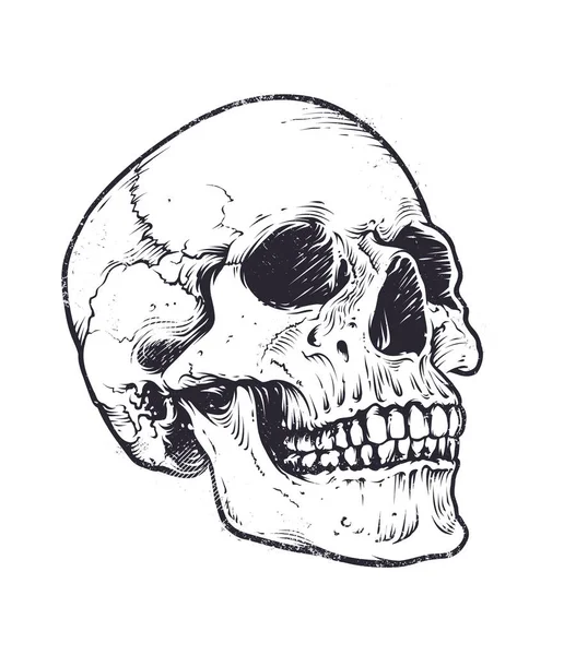  Cráneo imágenes de stock de arte vectorial