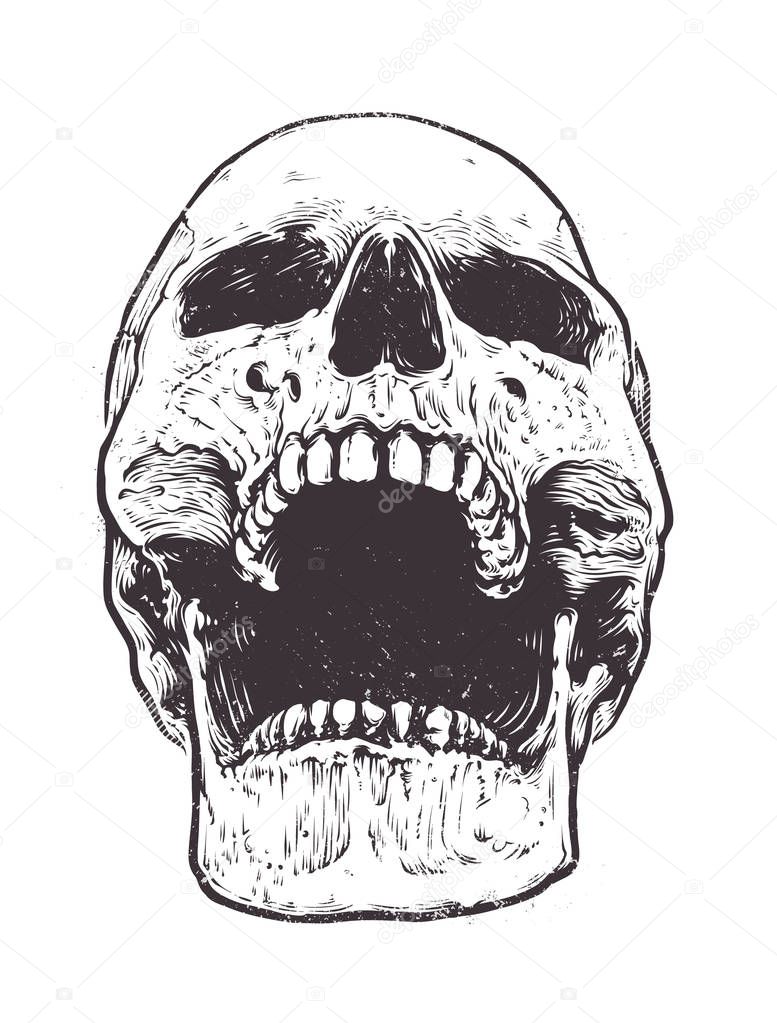 Anatomic Skull Vector