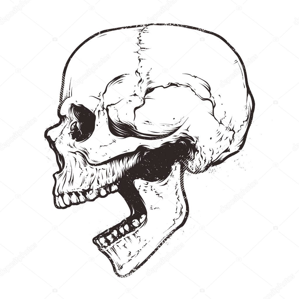 Anatomic Skull Vector — Stock Vector © Vecster #138784008