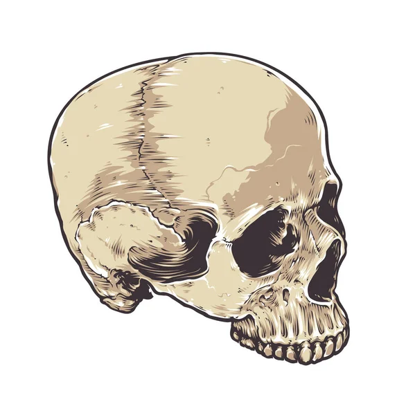 Anatomic Grunge Skull — Stock Vector
