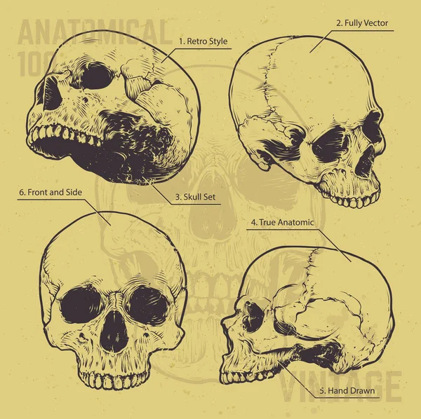 Anatomical Skulls Vector Set — Stock Vector