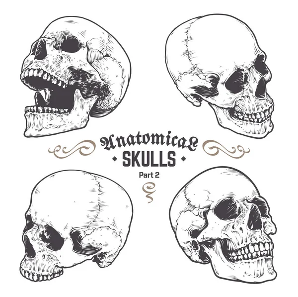 Conjunto de vectores de cráneos anatómicos — Archivo Imágenes Vectoriales