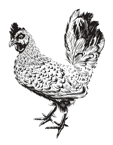 Vector Gallo Ilustración — Archivo Imágenes Vectoriales