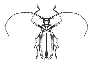 Vektör İşleme Böceği
