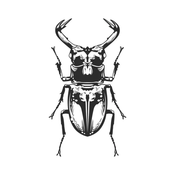 Insecto de grabado vectorial — Archivo Imágenes Vectoriales