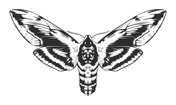 Insecto de grabado vectorial — Archivo Imágenes Vectoriales