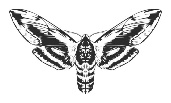 Vector Engraving Insect