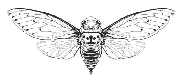 Gravure vectorielle Insecte — Image vectorielle