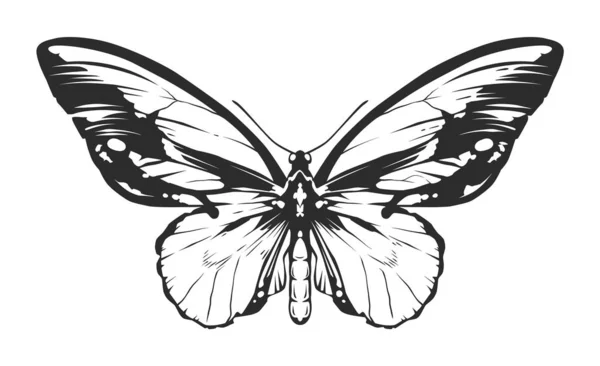 Insecto de grabado vectorial — Archivo Imágenes Vectoriales