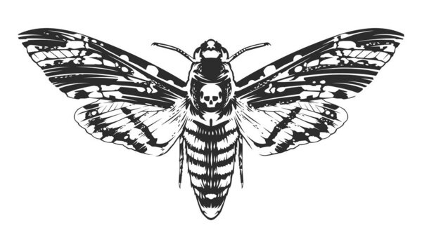 Vector Engraving Insect