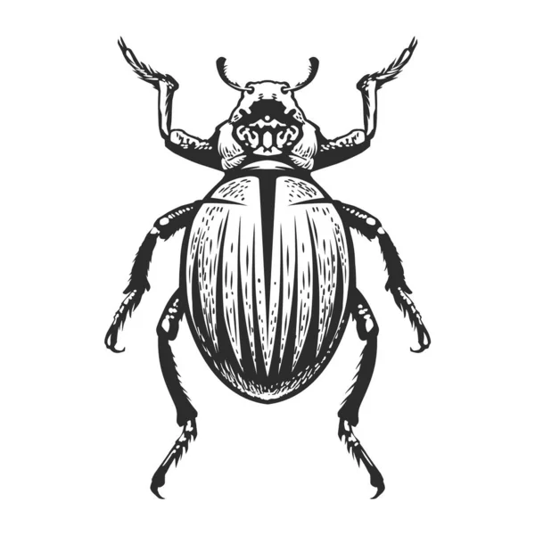 Gravure vectorielle Insecte — Image vectorielle