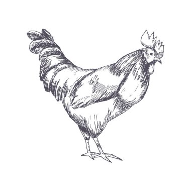 Horoz. Vintage el horoz çizimde tarzı çizilmiş. 2017 yeni yıl sembolü. Vektör