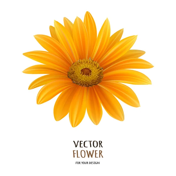 Hand drawn vector realistic illustration of Gerbera Daisy flower — Stock Vector