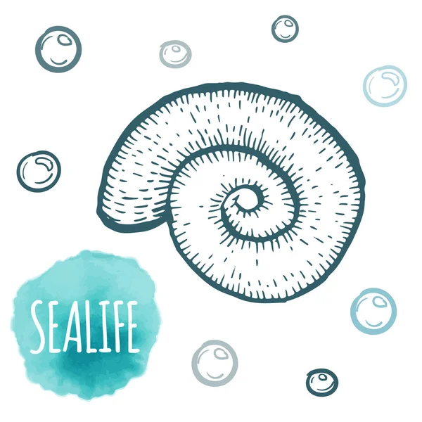 Deniz kabuğu toplama el su doodle vektör çizim çekilmiş. Kroki. — Stok Vektör