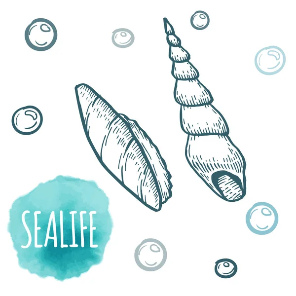 Collection Seashell illustration vectorielle de gribouillis aquatiques dessinée à la main. Croquis . — Image vectorielle