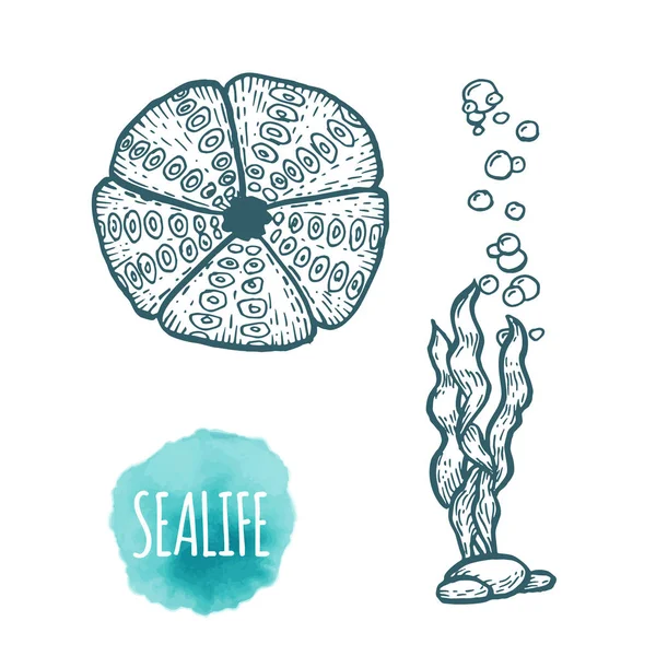 Oursin de mer dessin sur fond blanc. Illustration dessinée à la main . — Image vectorielle