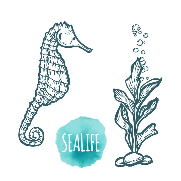 Морской конь рисунок на белом фоне. Ручная иллюстрация морепродуктов . — стоковый вектор